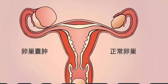 成都哪里可以捐卵：卵巢有什么功能？卵巢功能减退还能生育吗？